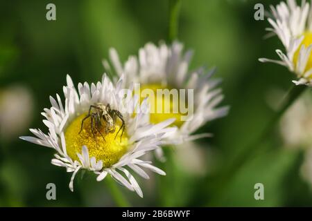 Spinnenlynx Oxyopes lineatus auf Melkolepestnik oder Conclusice jährlich (lat. Erigeron oder Phalacroloma annuus) ist eine krautige Pflanze der Familie Asterac Stockfoto