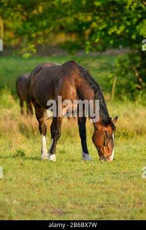 Pferde, Weide nahe Schlepzig, Spreewald, Brandenburg, Deutschland Stockfoto