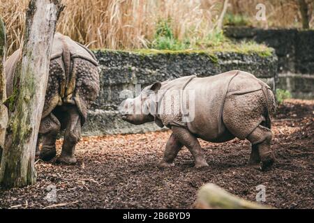 Mutter Und Baby Rhino. Indische Nashörner mit Kalb. Nashörner unicornis. Weibliches Nashorn mit seinem neugeborenen Baby Stockfoto