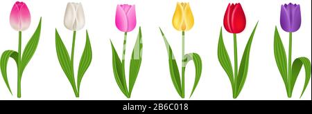 Satz isolierter bunter Tulpen auf weißem Hintergrund Stock Vektor