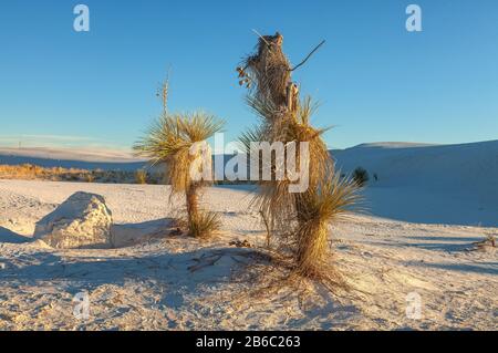 Soaptree Yucca, Yucca elata, wachsen im White Sand National Park, New Mexico, Vereinigte Staaten. Stockfoto