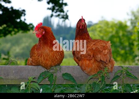 Hühner der freien Strecke saßen auf einem Zaun Stockfoto