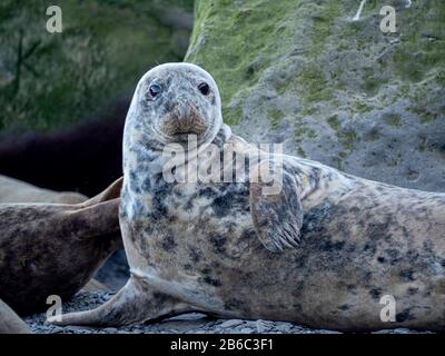 Robben bei Ravenscar, North Yorkshire, Großbritannien. Stockfoto