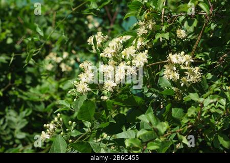 Üppig blühende Clematis Bush-Rebe, oder gewöhnlich, oder weiß, oder Leben (lat. Clematis. Vitalba) an einem sonnigen Sommertag Stockfoto