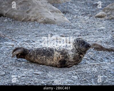 Robben bei Ravenscar, North Yorkshire, Großbritannien. Stockfoto