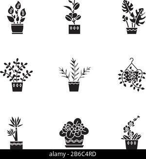 Domestizierte Pflanzen schwarze Glypen-Symbole auf dem weißen Raum. Hausanlagen. Dekorative Pflanzen. Afrikanisches Violett, Fikus, Monstera. Friede Lilie, pothos, Yucca Stock Vektor