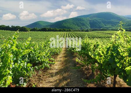 Die Weinberge, die in der Entfernung von Berghängen in der Nähe des Dorfes Abrau-Durso, Novorossijsk, Russland, liegen. Bewölkt Sommertag Stockfoto
