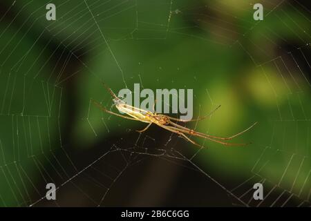 Bodenansicht des langbeinigen Spinnenknitters (lat. Tetragnatha), am Netz hängend Stockfoto