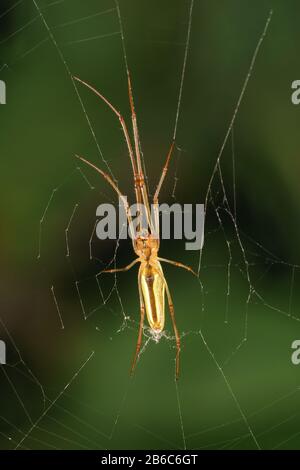 Untere Ansicht für bernsteinfarbenen Beinknie-Spinne-Stricker (lat. Tetragnatha), am Netz hängend Stockfoto