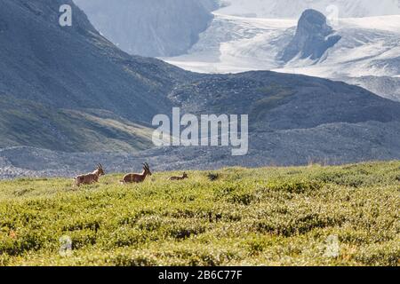 Wilde Alpen-Steinböcke weideten auf einer Grasfreifläche in den Bergen Stockfoto