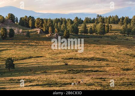 Weide im Gebirge mit Weidepferden und Kühen Stockfoto