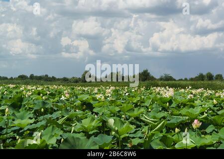 See mit schönen, weiß-rosafarbenen Blumen der Lotusnuss (lat. Nelumbo nucifera) an einem sonnigen Sommertag in der Nähe von Krasnodar. Wolken Stockfoto