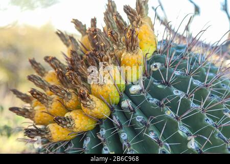 Gefährdete Pflanzenarten Fischhook Barrel Cactus Ferocactus wislizeni, mit Obst, im Winter Saguaro National Park, Arizona, Vereinigte Staaten. Stockfoto