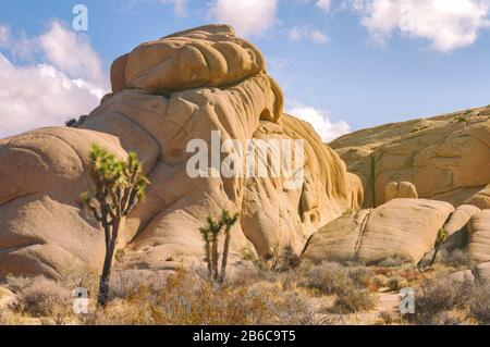 Joshua Trees, Yucca brevifolia und Felsformationen im Joshua Tree National Park, Kalifornien, USA. Stockfoto