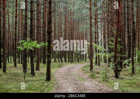 Am frühen Morgen mit dem Sonnenaufgang in einem Pinienwald Stockfoto