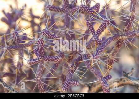 Verzweigte Pencil Cholla, Cylindropuntia ramosissima, Joshua Tree National Park, Kalifornien, Vereinigte Staaten. Stockfoto