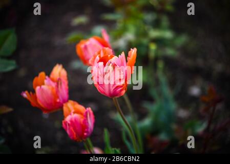 Schöne natürliche Tulpen aus nächster Nähe Stockfoto
