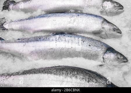 Frischer norwegischer Lachs auf Eis im Supermarkt Stockfoto