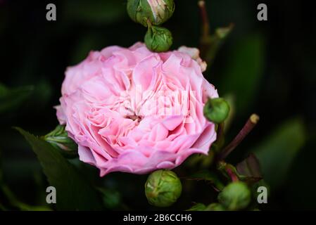 Natürliche Rosen aus nächster Nähe Stockfoto
