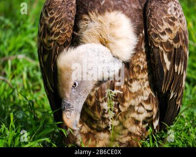 Rüppells Greifgeier (Gyps rueppelli) nimmt sich im Gras im Serengeti Nationalpark den Kopf Stockfoto