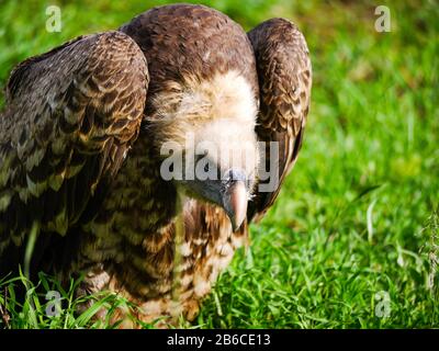 Rüppells Greifgeier (Gyps rueppelli) sieht in den Gras im Serengeti Nationalpark sehr sekret in die Kamera Stockfoto