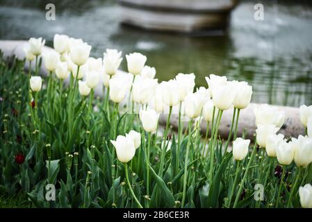 Schöne natürliche Tulpen aus nächster Nähe Stockfoto