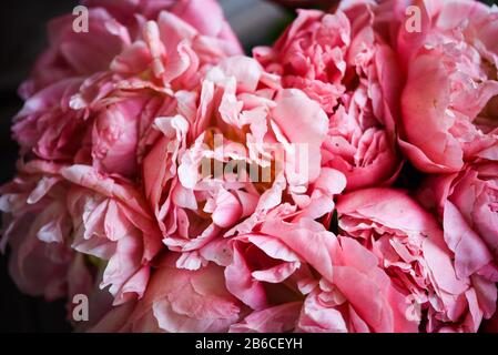 Schöne natürliche rosa Pfingstrosen aus nächster Nähe Stockfoto