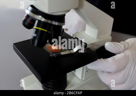 Nahaufnahme der Wissenschaftler Hände mit Mikroskop, Untersuchung von Proben und Flüssigkeit Stockfoto