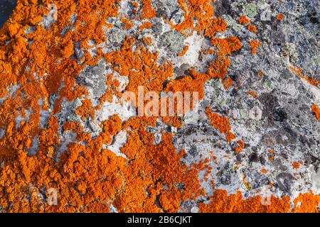 Stein mit hellorangefarbenem Fleckenauflauf bedeckt Stockfoto