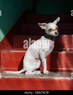 Der Hund sitzt auf den leuchtend roten Stufen, beleuchtet von einem Sonnenstrahl. Stockfoto