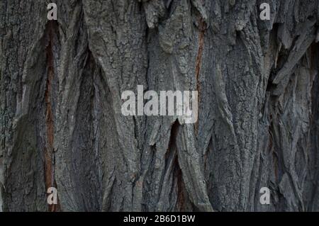 Alte Akazien-Cortex-Struktur, grau, mit groben und tiefen Furchen. Horizontal fotografiert, Nahaufnahme, vorne. Hintergrund Stockfoto