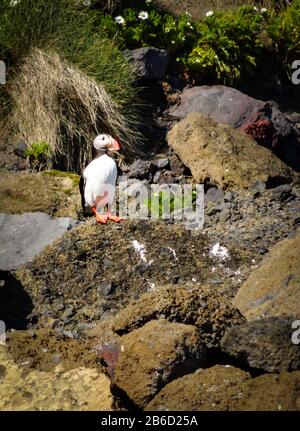 Einsame Puffin, die in einer felsigen isländischen Klippe stehen und auf die Rückkehr des Ehepartners zum Nestling warten. Schuss in der Nähe von Vik, Island. Einsamer Vogel, keine Menschen, sonniges Tageslicht. Stockfoto