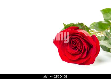Eine einzelne rote Rose, die auf einem weißen Hintergrund liegt und mit Schatten isoliert ist Stockfoto