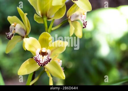 Gelbe Cymbidium-Orchideen, die im Allgemeinen als Bootsorchideen bekannt sind Stockfoto