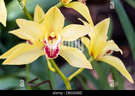 Gelbe Cymbidium-Orchideen, die im Allgemeinen als Bootsorchideen bekannt sind Stockfoto