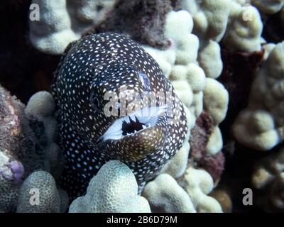 Nahaufnahme des Moray-Aals im Korallenriffs unter Wasser auf Hawaii. Stockfoto