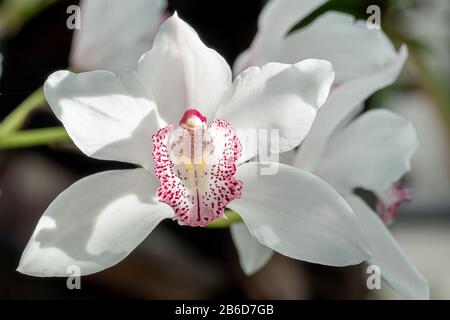 Weiße Cymbidium-Orchideen, die im Allgemeinen als Bootsorchideen bezeichnet werden Stockfoto