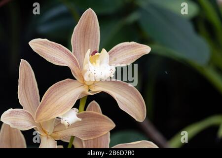 Gelbe Cymbidium-Orchideen, die im Allgemeinen als Bootsorchideen bekannt sind Stockfoto