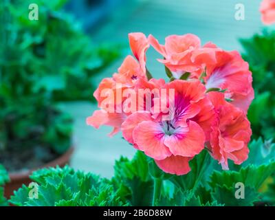 Pflanzen Sie Geranium Pelargonium mit Blumen in Innenräumen Stockfoto