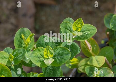 Pflanzen Sie Hypericum inodorum St John's wort Stockfoto