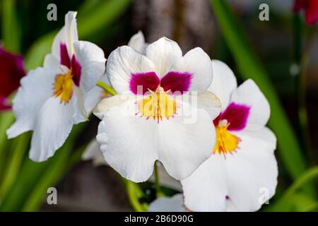 Schöne Pansien-Orchidee. Miltonia Orchideen schließen sich an. Stockfoto