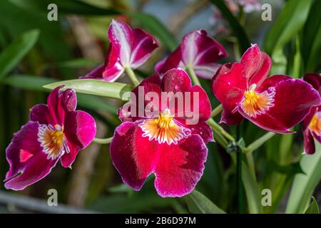 Schöne Pansien-Orchidee. Miltonia Orchideen schließen sich an. Stockfoto