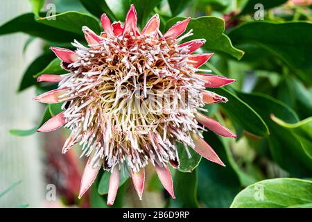 Der König oder Riese Protea Nahaufnahme, Südafrikas Nationalblume. Stockfoto