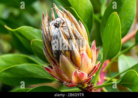Der König oder Riese Protea Nahaufnahme, Südafrikas Nationalblume. Stockfoto
