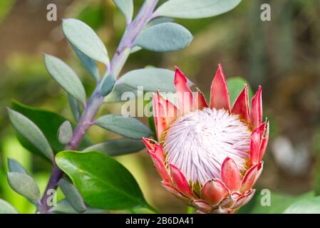 Der König oder Riese Protea Nahaufnahme, Südafrikas Nationalblume. Stockfoto