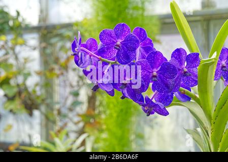 Blue Vanda Jones Orchid. Vanda ist eine Gattung in der Familie der Orchideen Stockfoto