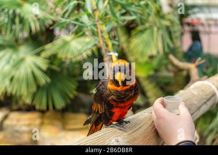 Dusky Lory, Pseudeos fuscata an der Woburn Safari Park Stockfoto