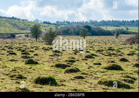Erdhügel, die von gelben Wiesenameisen in einem Feld in Hampshire, Großbritannien, hergestellt werden Stockfoto