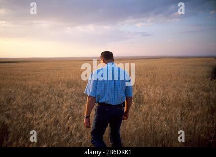 Rückansicht eines Mannes, der allein bei Sonnenuntergang auf einem Feld steht Stockfoto