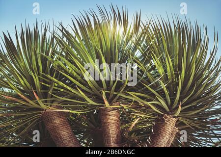 Drei Äste eines Drachenbaums, auch Dracaena draco oder Drago genannt, von Kanarischen Inseln Stockfoto